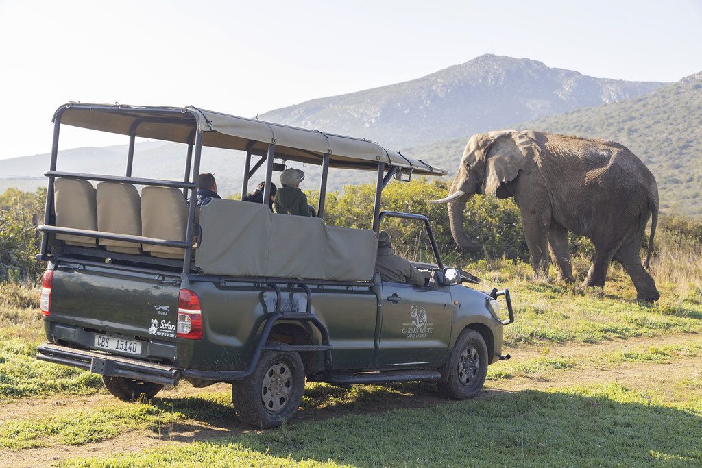 Safari &amp; Wildlife