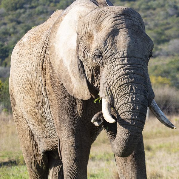 An elephant, up close