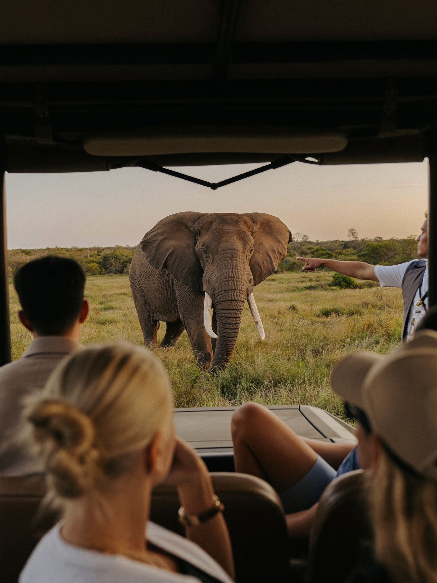 Safari &mdash; elephant