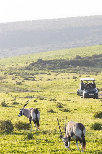 Safari &amp; Wildlife