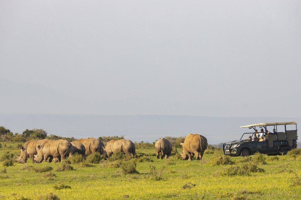 Safari &amp; Wildlife