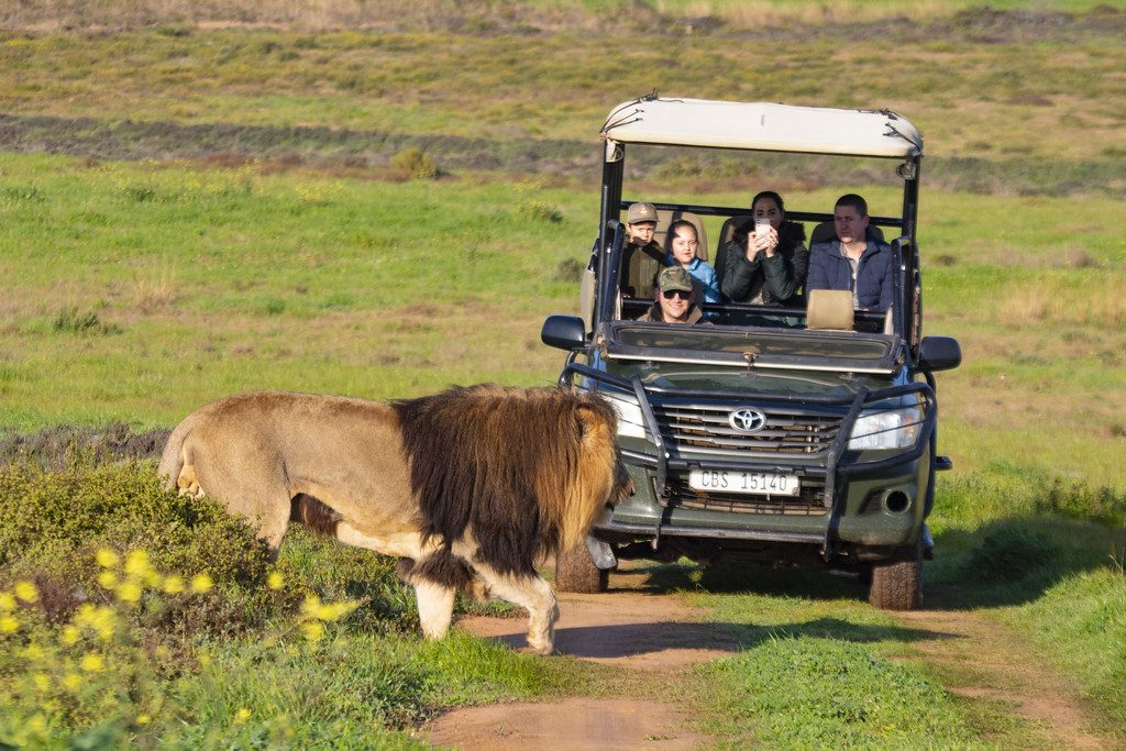 A game drive at golden hour