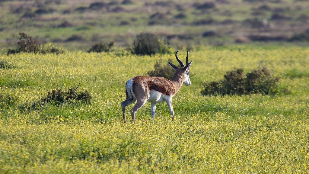 Safari &amp; Wildlife