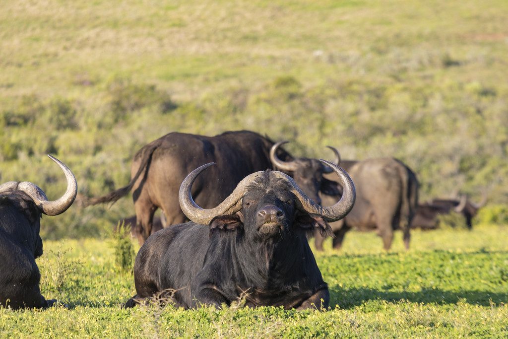 Cape buffalo on the reserve