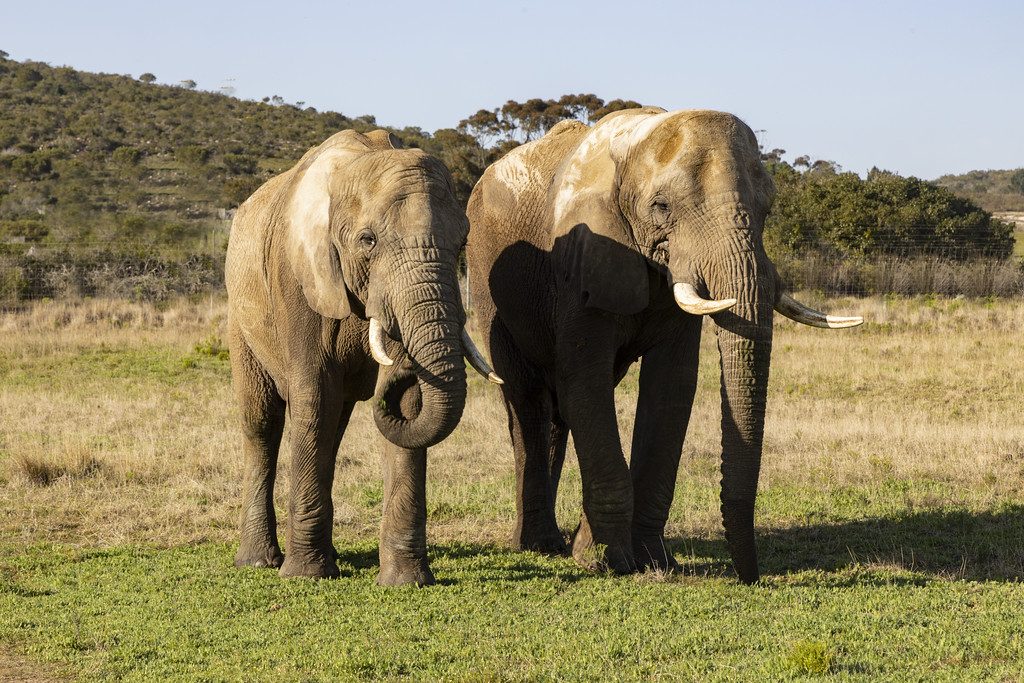 Safari &amp; Wildlife