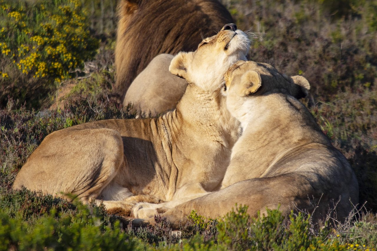 Safari &amp; Wildlife