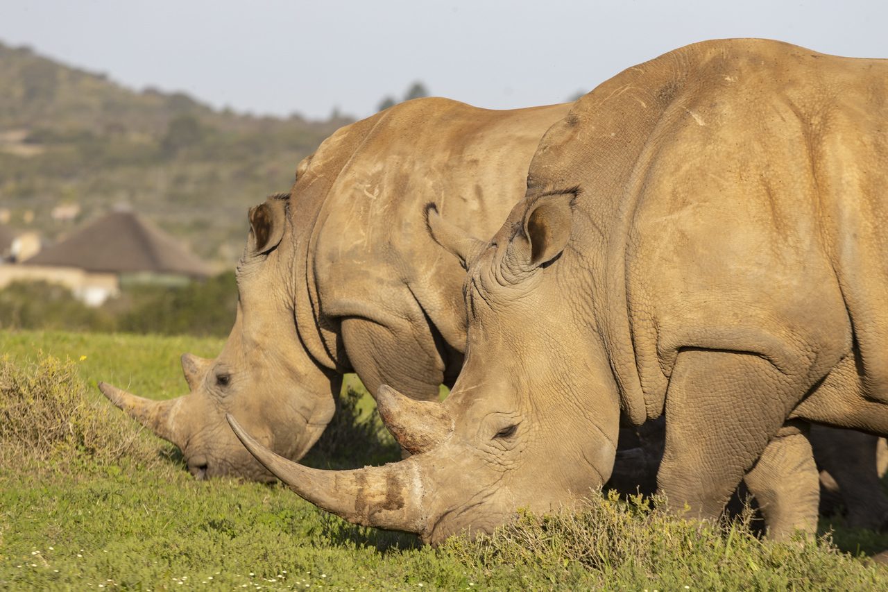 White rhino, up close