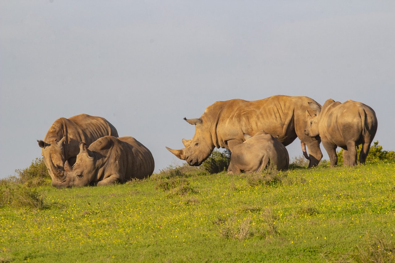 White rhinos at rest