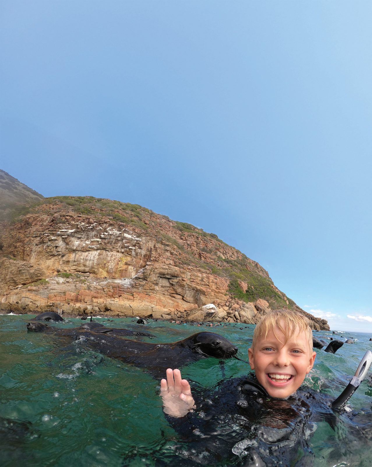 Swimming with the Cape fur seals